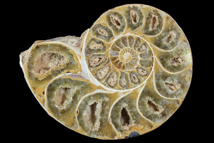 Sliced, Agatized Ammonite Fossil (Half) - Jurassic #100543